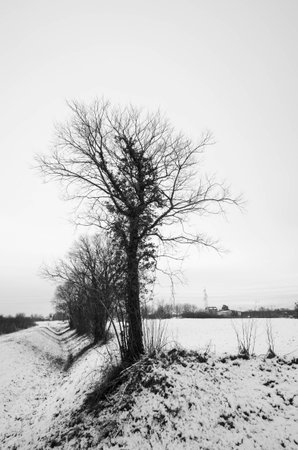 Lonely tree in the winter field. Black and white photo.の写真素材