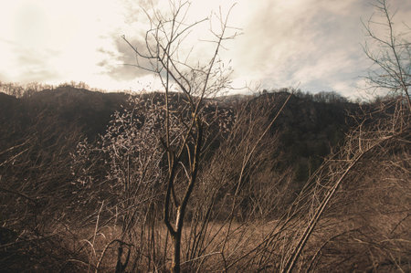 Dry branches of trees in the forest - retro vintage effect and faded lookの写真素材
