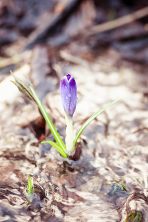 Purple crocus in the spring forest. Shallow depth of field