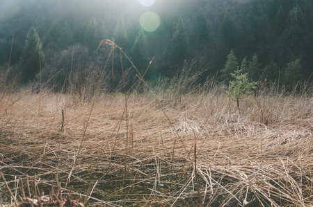 Foggy morning in the swamp with trees and grass - retro vintage effectの写真素材