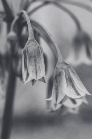 Close up of a bellflower in black and white, monochromeの写真素材
