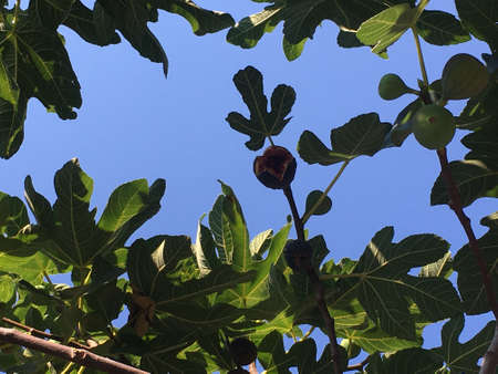Picture of a fig tree in Puglia