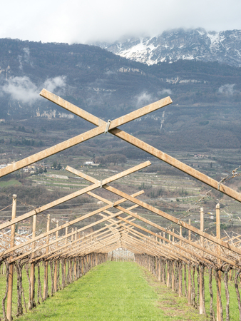 vineyard in trentinoの写真素材