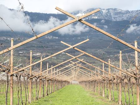 vineyard in trentinoの写真素材