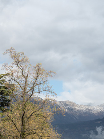 blossom in the yung spring and snow on the montain in the horizonの写真素材