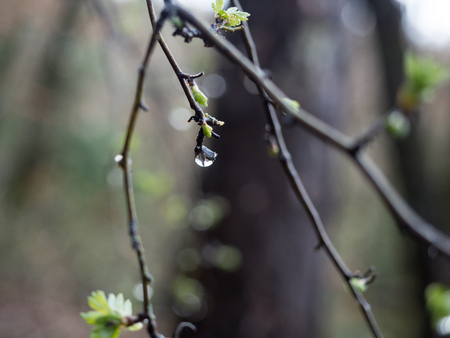 a water drops after rainの写真素材