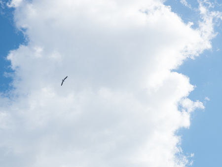seagull flyin in the blue skyの写真素材