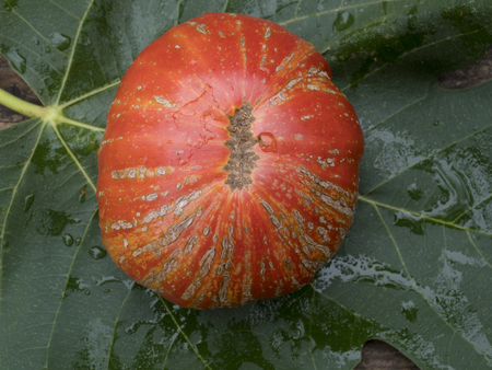 old tomatoes organic fook italian farming