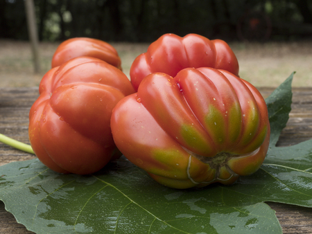 old tomatoes organic food italian farmingの写真素材