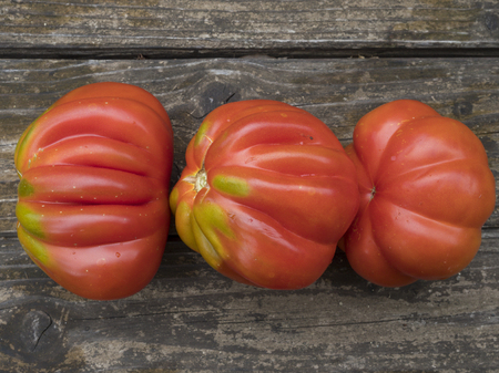 old tomatoes organic food italian farmingの写真素材