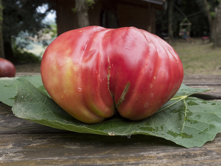 old tomatoes organic food italian farmingの写真素材