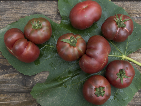 old tomatoes organic food italian farmingの写真素材