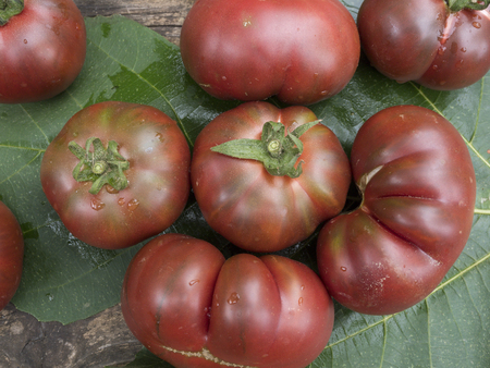 old tomatoes organic food italian farmingの写真素材