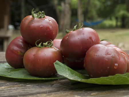 old tomatoes organic food italian farmingの写真素材