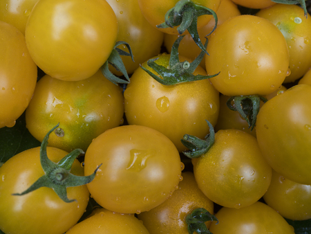old tomatoes organic food italian farmingの写真素材
