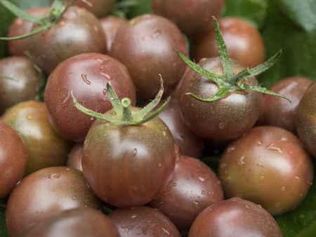 old tomatoes organic food italian farmingの写真素材
