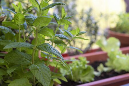 balcony gardening fresh and organic vegetables horticulture in urban houseの写真素材