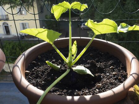 cultivation of vegetable on balcony of apartment city in potsの写真素材