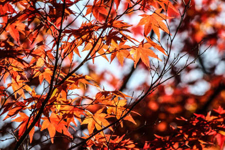 Autumn in Japanの写真素材