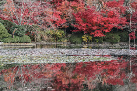 Autumn Reflections