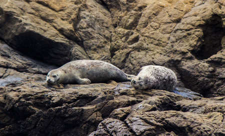 Sea lions at Fort Bragg cliffsの写真素材