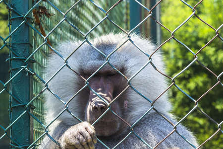 Sadness in cageの写真素材
