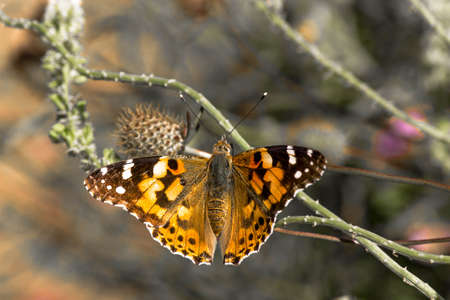 butterfly on a plant