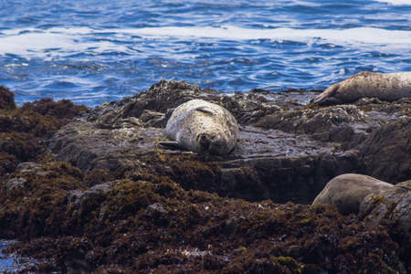 sea lion on a cliffの写真素材