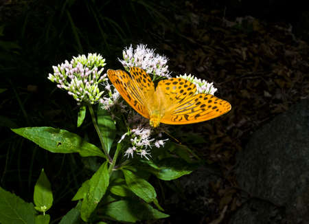 butterfly on a flowerの写真素材