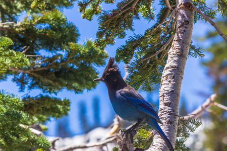 A blue jay stands on a tree branch in Lassen Volcanic National Parkの写真素材