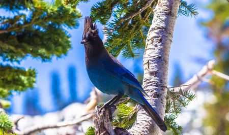 A blue jay stands on a tree branch in Lassen Volcanic National Parkの写真素材
