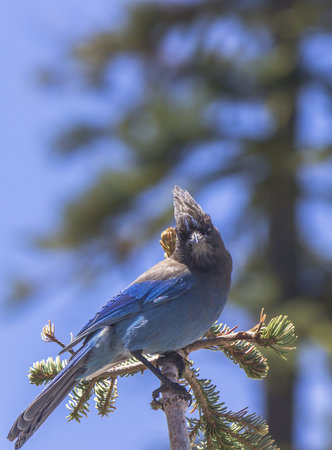 A blue jay stands on a tree branch in Lassen Volcanic National Parkの写真素材