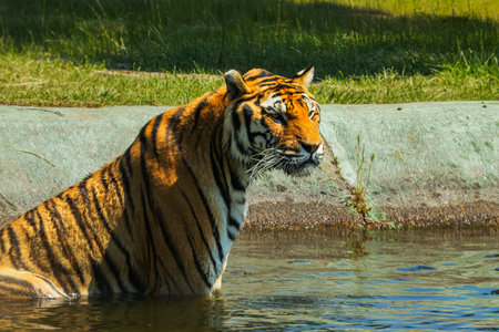 Tiger in zooligic park in Italyの写真素材