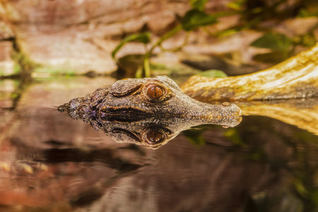 An alligator watches the world in a riverの写真素材