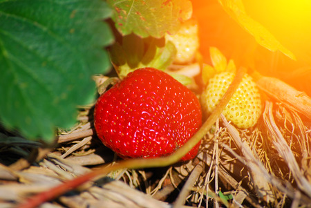 Red strawberries on hay in the garden.の写真素材