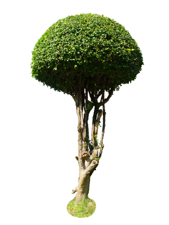 Siamese rough bush isolate on white background with clipping path, Tooth brush treeの写真素材
