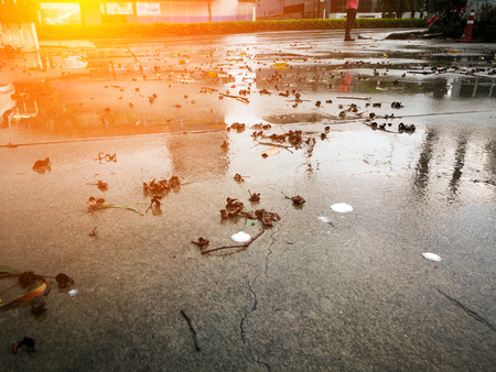 The concrete floor with dried leaves after the rain storm.の写真素材