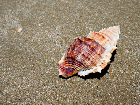 Shells on the sand on the beach.の写真素材
