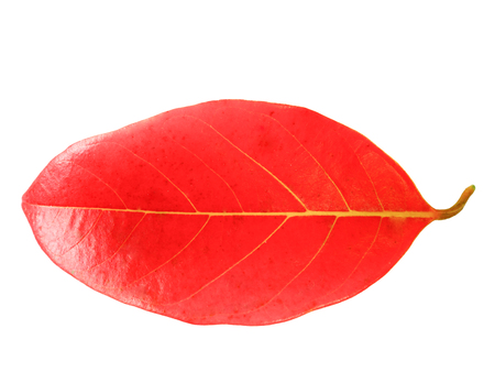 Dried jackfruit leaves are isolated on a white background.の写真素材