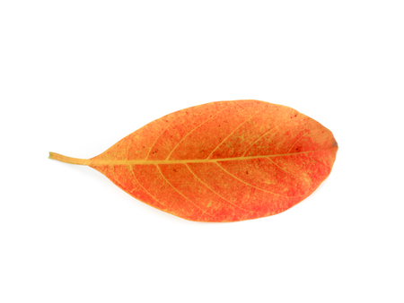 Dried jackfruit leaves are isolated on a white background.の写真素材