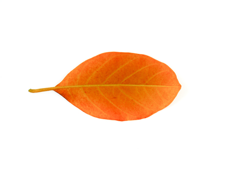 Dried jackfruit leaves are isolated on a white background.の写真素材