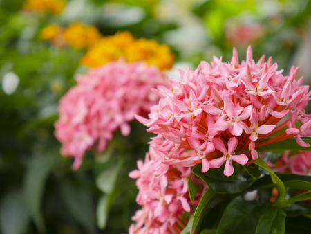 Close up pink Ixora flower and blurry green leaf in the garden.