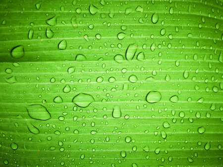 Close up water drop on green banana leaf after rain.の写真素材