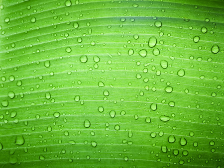 Close up water drop on green banana leaf after rain.の写真素材