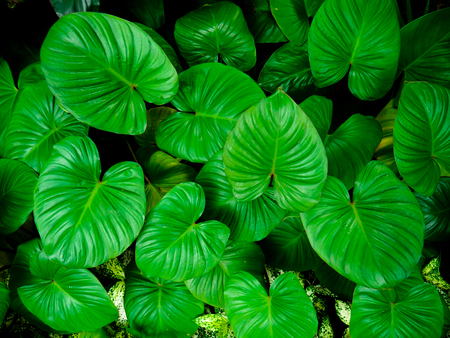 Background pattern of tropical dark green leaves, nature background concept.の写真素材