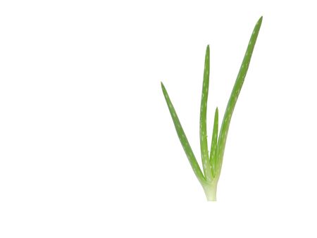 Aloe vera plant isolated on a white backgroundの写真素材