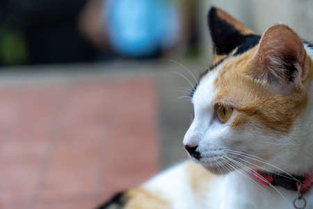 Close up portrait orange cat is sit on a concrete floor outside the house.の写真素材
