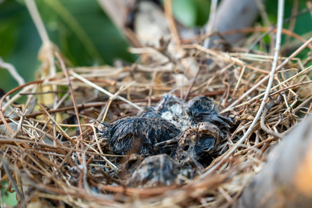 The remains of the baby bird died inside its nest.の写真素材