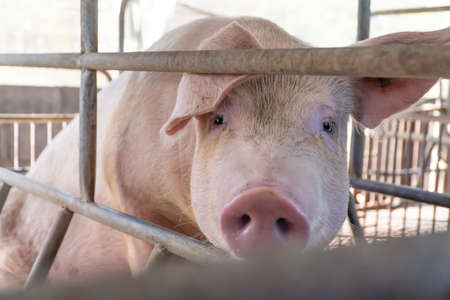 Close-up of the breeder pig on the farm are waiting for food, Selective focus soft focus.の写真素材