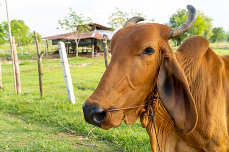 Close up of a brown cow in the meadown, Selective focus soft focus.の写真素材